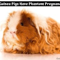 Can Guinea Pigs Have Phantom Pregnancies