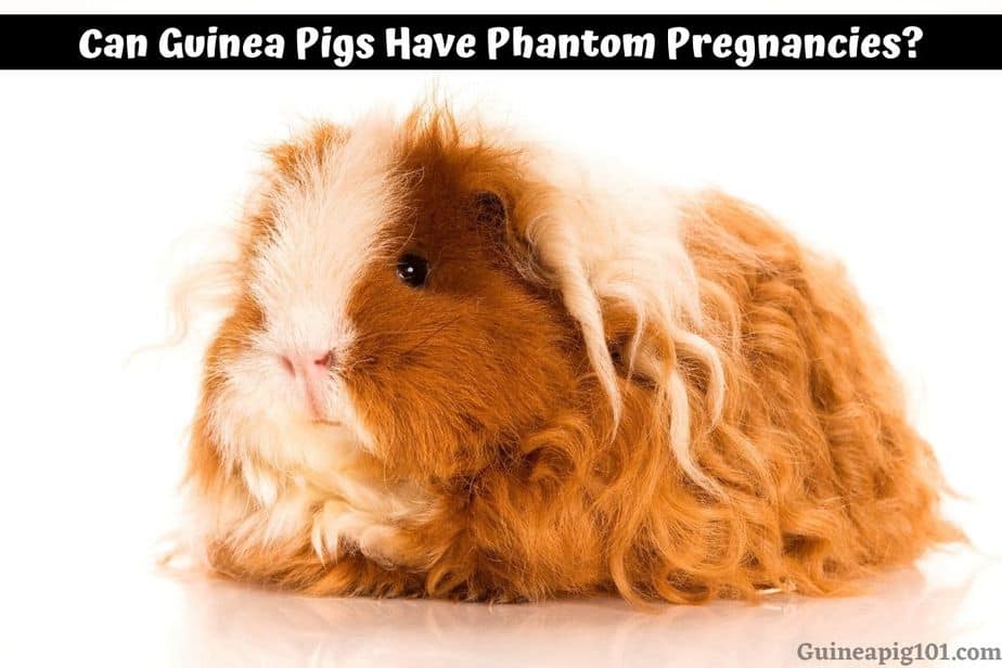 Can Guinea Pigs Have Phantom Pregnancies? (+How To Deal With It)
