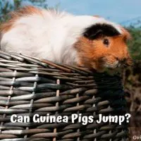 Can Guinea Pigs Jump