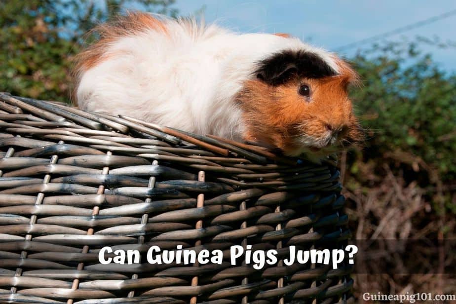 Can Guinea Pigs Jump? (How High, From Cage, Your Arms)