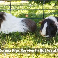 Can Guinea Pigs Survive In Hot Weather?