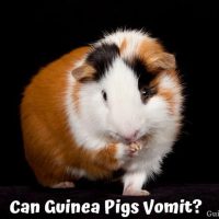 Can Guinea Pigs Vomit