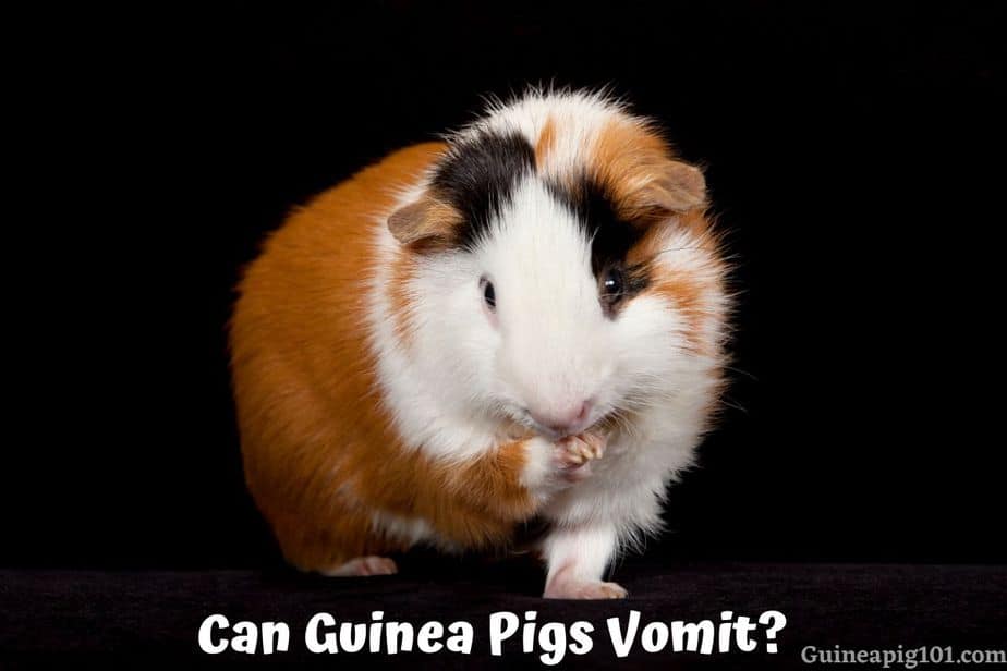 Can Guinea Pigs Vomit? Why Guinea Pigs Can’t Throw Up!