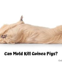 Can Mold Kill Guinea Pigs