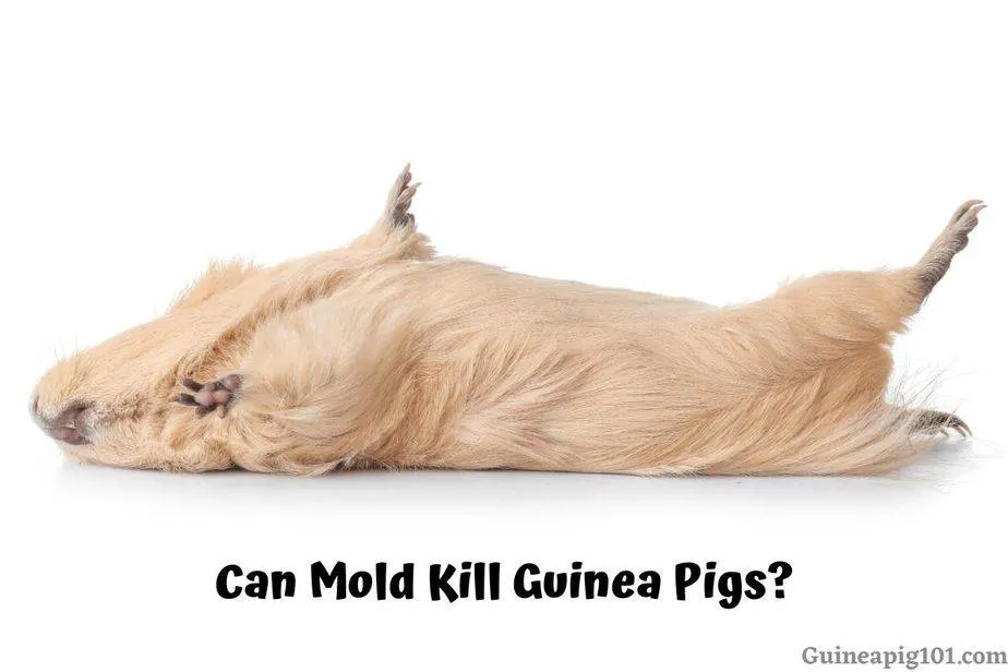 Can Mold Kill Guinea Pigs?