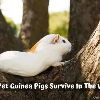 Can Pet Guinea Pigs Survive In The Wild