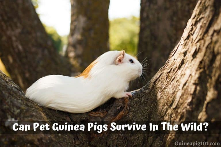 Can Pet Guinea Pigs Survive In The Wild?