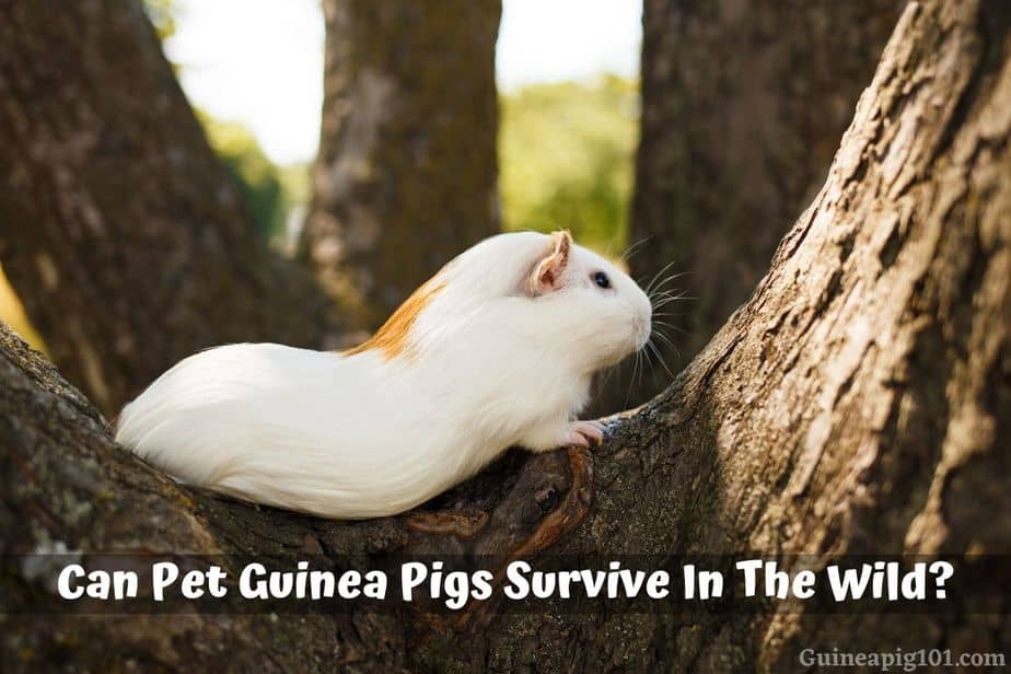 Can Pet Guinea Pigs Survive in the Wild?