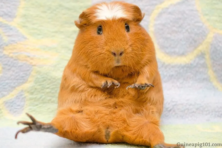 Crested guinea pig weight
