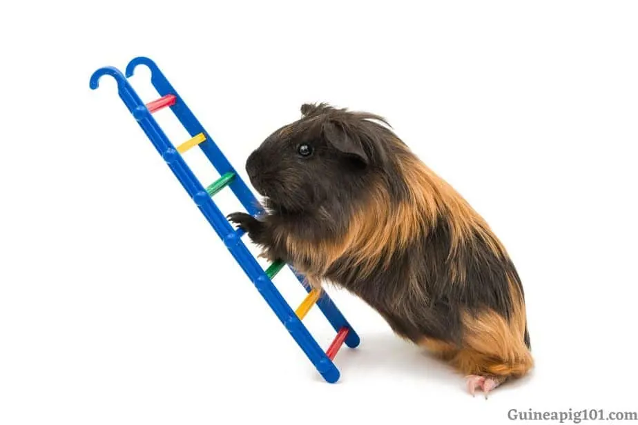 Do guinea pigs like to climb?