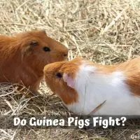 Do Guinea Pigs Fight