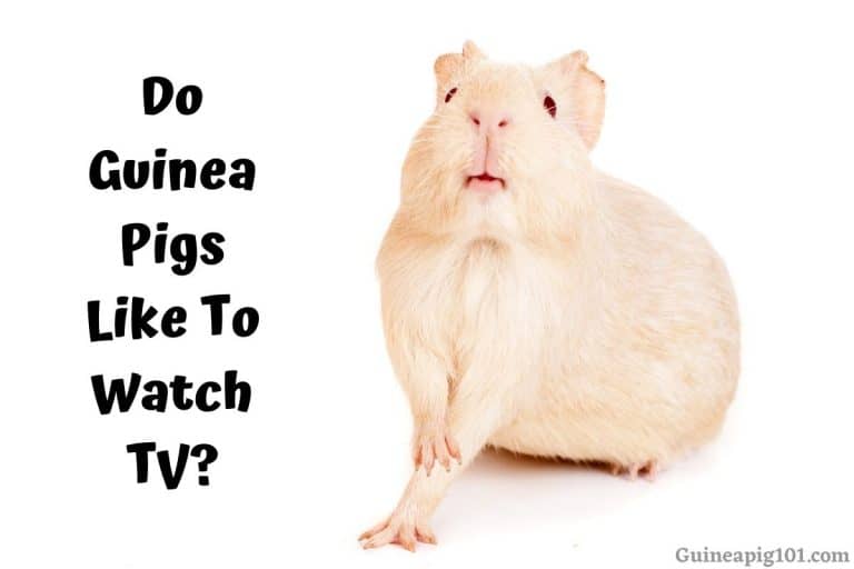 Do Guinea Pigs Like To Watch Tv