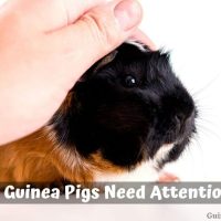 Do Guinea Pigs Need Attention