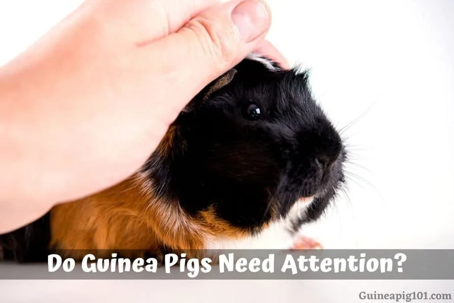 Do Guinea Pigs Need Attention?