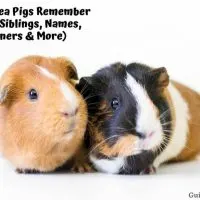Do Guinea Pigs Remember things
