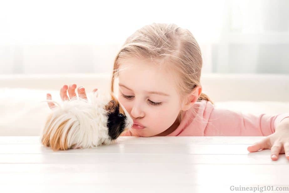 Is it OK to kiss your guinea pig?