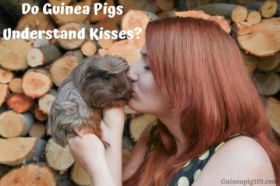 Do Guinea Pigs Understand Kisses?