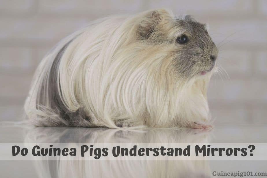 Do Guinea Pigs Understand Mirrors? (Fight Reflection, Run Away & More)