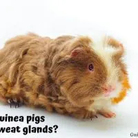 Do Guinea Pigs Have Sweat Glands