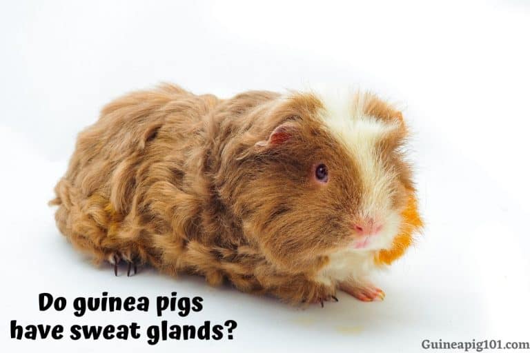 Do Guinea Pigs Have Sweat Glands?