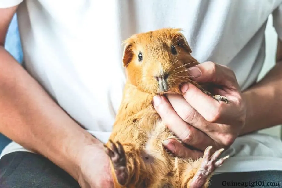 Will a massage help my guinea pigs hind legs