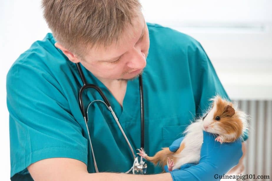 How is hind leg paralysis in guinea pigs treated?