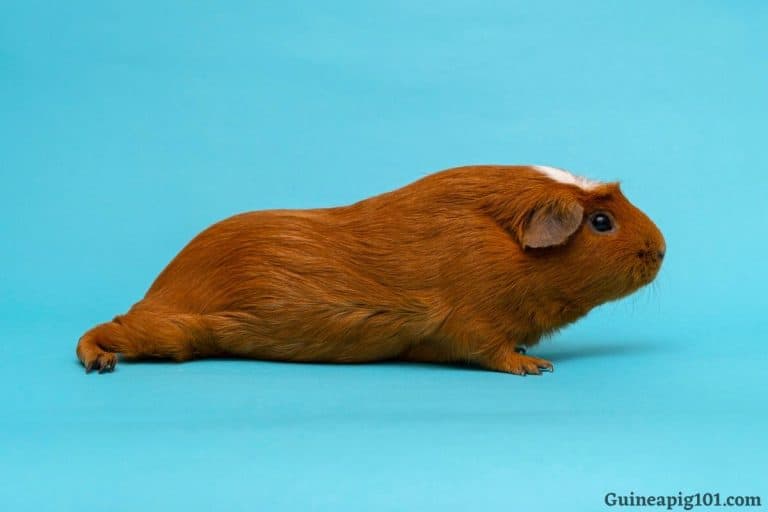 10 Signs That Your Guinea Pig Is Dying