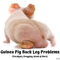 Guinea Pig Back Leg Problems