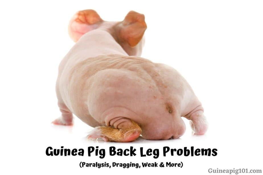 Guinea Pig Back Leg Problems (Not Working, Paralysis, Dragging, Weak & More)