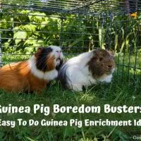 Guinea Pig Boredom Busters_ 25 Easy To Do Guinea Pig Enrichment Ideas