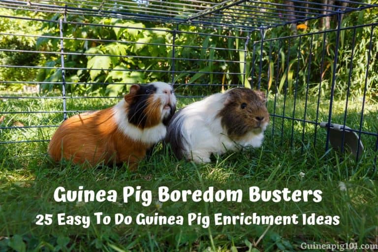 Guinea Pig Boredom Busters 25 Enrichment Ideas