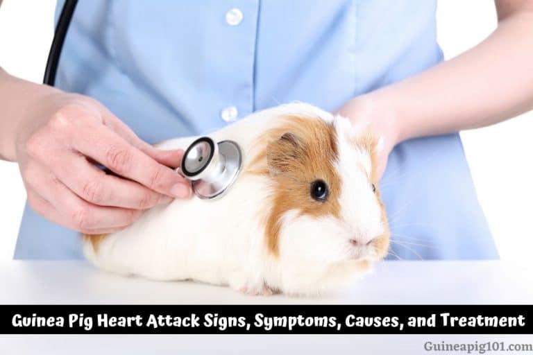 Guinea Pig Heart Attack Signs, Symptoms, Causes, And Treatment