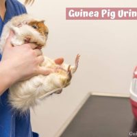 Guinea Pig Urine Scald