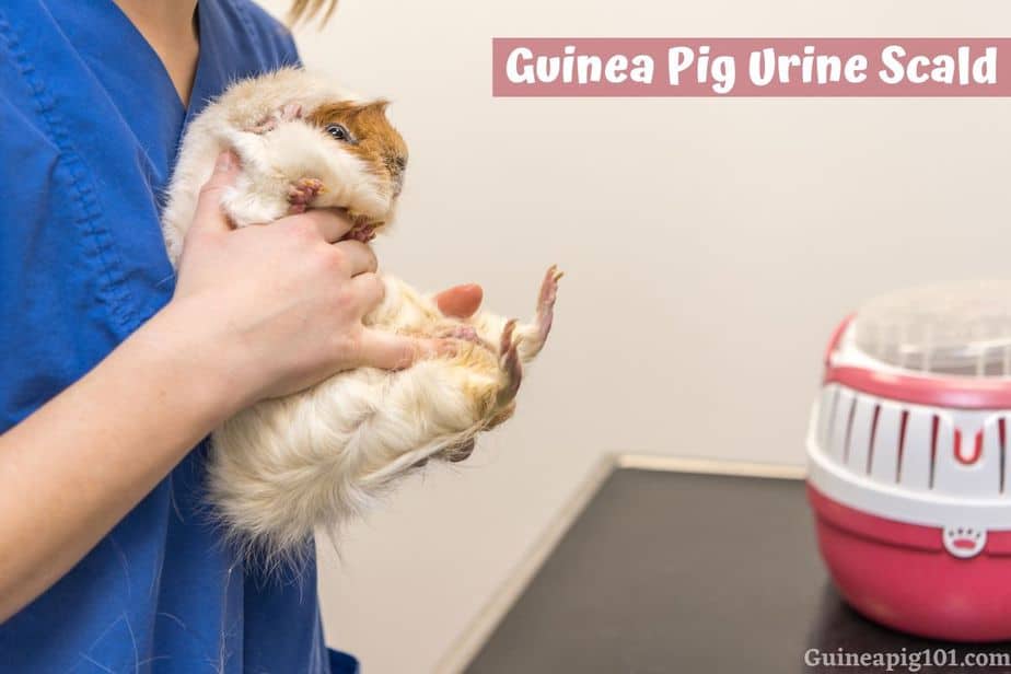 Guinea Pig Urine Scald (Signs, Causes, Treatment & Prevention)