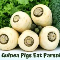 Can Guinea Pigs Eat Parsnips