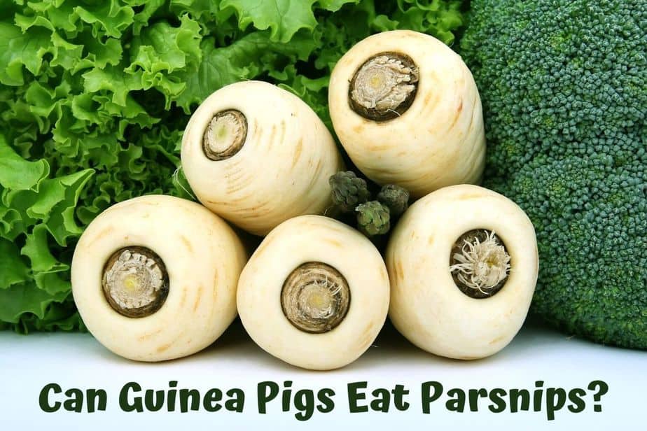 Can Guinea Pigs Eat Parsnips? (Hazards, Serving Size & More)