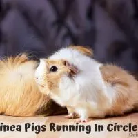 Guinea Pigs Running In Circles