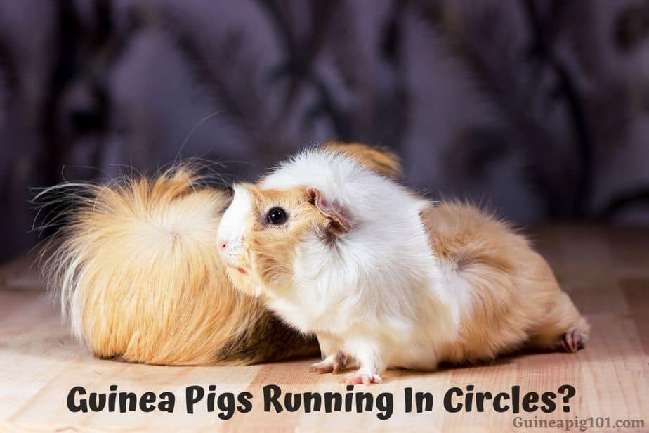 Guinea Pigs Running In Circles? (Why, What Does It Mean & What To Do?)