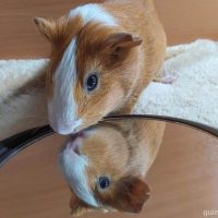 Guinea Pigs Understand Mirrors