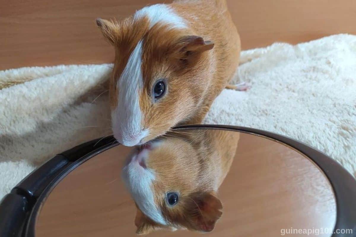 Do Guinea Pigs Understand Mirrors 