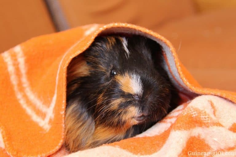 Can Guinea Pigs Have Blankets In Their Cage?