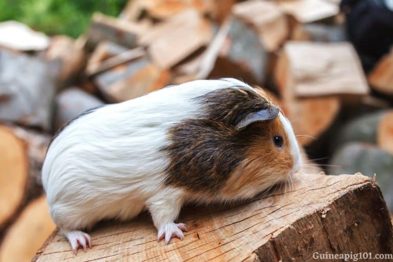 Guinea Pig Boredom Busters 25 Enrichment Ideas