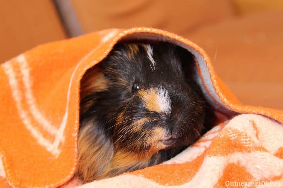 Can Guinea Pigs Have Blankets In Their, Can U Use Towels As Guinea Pig Bedding