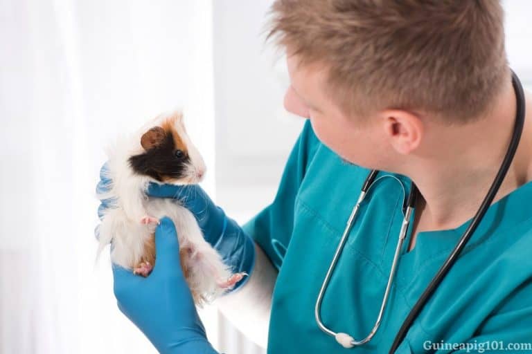 What Does Normal Guinea Pig Urine Look Like?