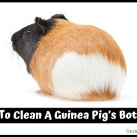 How To Clean A Guinea Pig’s Bottom?