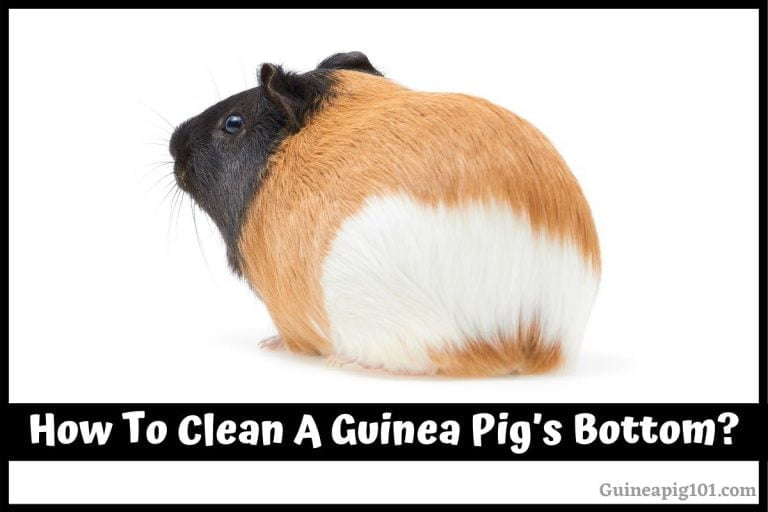 How To Clean A Guinea Pig’s Bottom?