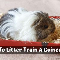 How To Litter Train A Guinea Pig