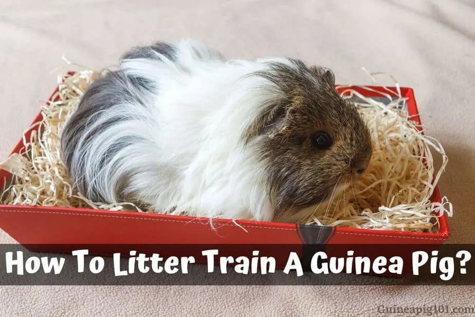 How To Litter Train A Guinea Pig