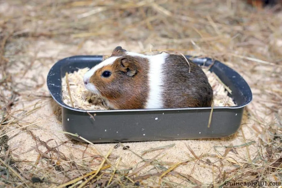 How do you train a guinea pig to use a litter box?