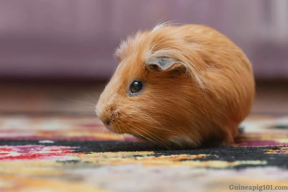 Guinea pig running circles in a cage